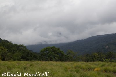 Loma Mountains - 800m (Sierra Leone)