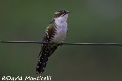 Didric Cuckoo_V1F7929.jpg