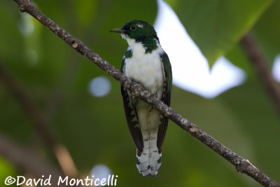 Klaas's Cuckoo_V1F7975.jpg