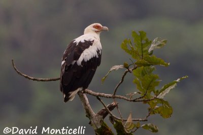 Palm-nut Vulture (adult)_Tiwai Island (Sierra Leone)
