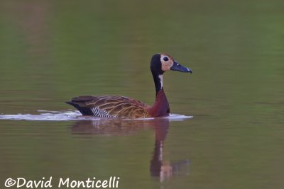 White-faced Whistling Duck (Dendrocygna viduata)_Kenema (Sierra Leone)