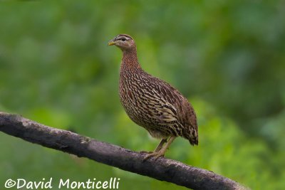 Double-spurred Francolin (Francolinus bicalcaratus)_Kenema (Sierra Leone)