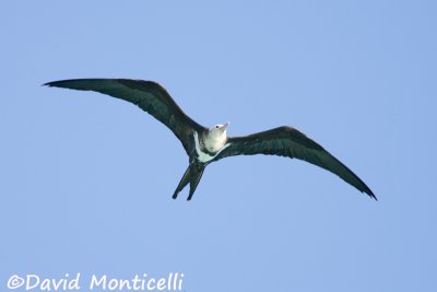 Lesser Frigatebird (Fregata minor)_A8T0034.jpg
