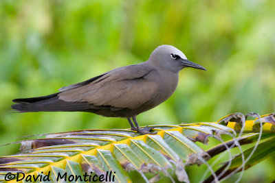 Brown Noddy (Anous stolidus)_A8T0494.jpg