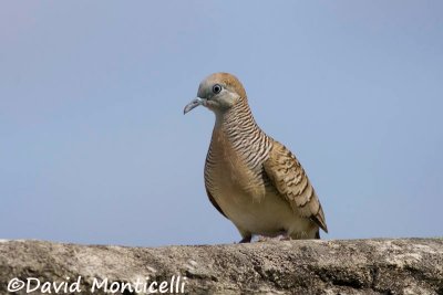 Barred Ground Dove (Geopelia striata)_A8T0019.jpg