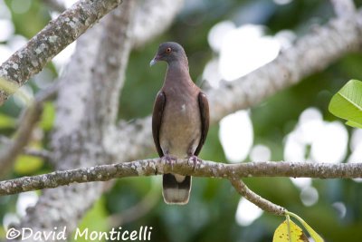 Madagascar Turtle Dove (Streptopelia picturata)_A8T0192.jpg