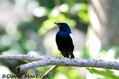 Seychelles Magpie-robin (Copsychus sechellarum)_A8T0064.jpg