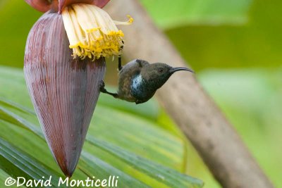 Seychelles Sunbird (Cinnyris dussumieri)_A8T0538.jpg