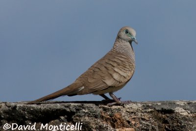 Barred Ground Dove (Geopelia striata)_A8T0048.jpg