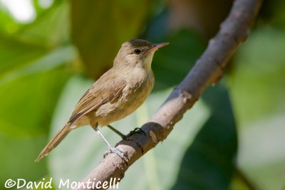 Seychelles Warbler (Acrocephalus sechellensis)_A8T0078.jpg