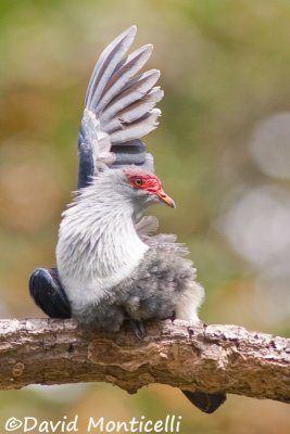 Seychelles Blue-pigeon (Alectroenas pulcherrima)_A8T0318.jpg