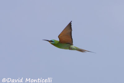 Blue-cheeked Bee-eater (Merops persicus)_A8T0346.jpg