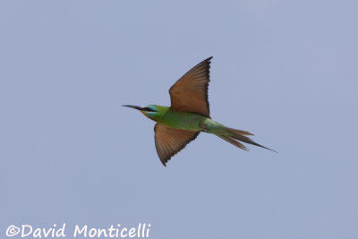 Blue-cheeked Bee-eater (Merops persicus)_A8T0347.jpg