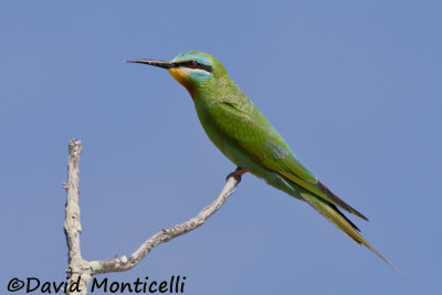 Blue-cheeked Bee-eater (Merops persicus)_A8T0371.jpg