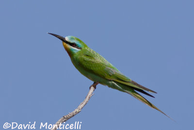 Blue-cheeked Bee-eater (Merops persicus)_A8T0405.jpg