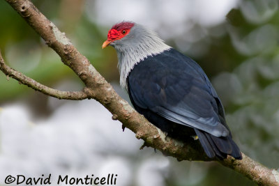 Seychelles Blue-pigeon (Alectroenas pulcherrima)_A8T0437.jpg