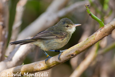 Seychelles Warbler (Acrocephalus sechellensis)_A8T0514.jpg