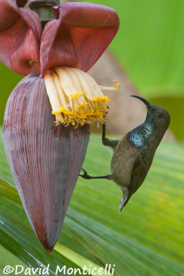 Seychelles Sunbird (Cinnyris dussumieri)_A8T0529.jpg