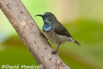 Seychelles Sunbird (Cinnyris dussumieri)_A8T0563.jpg