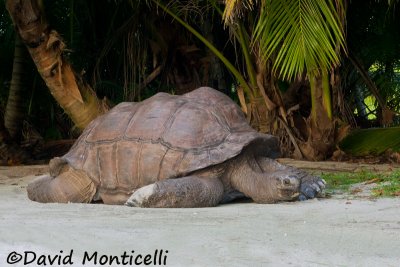 Aldabran Giant Tortoise (Dipsochelys dussumieri)_A8T0481.jpg