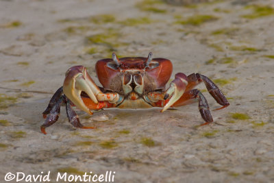 Cardisoma carnifex (semi-terrestrial crab)_A8T0038.jpg