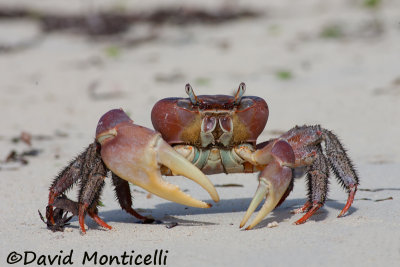 Cardisoma carnifex (semi-terrestrial crab)_A8T0099.jpg