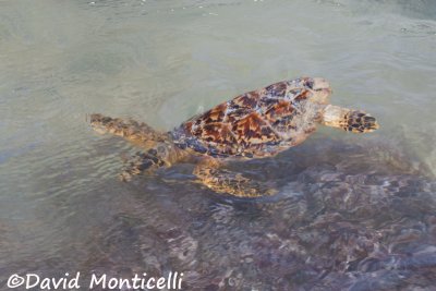 Hawksbill Turtle (Erytmochelys embricata)_A8T0472.jpg