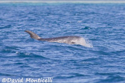 Risso's Dolphin (Grampus griseus)_A8T0278.jpg