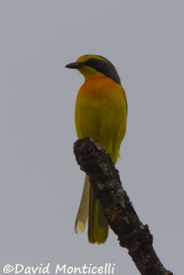 Sulphur-breasted Bush-shrike_V1F9743.jpg