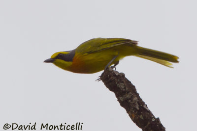 Sulphur-breasted Bush-shrike_V1F9762.jpg