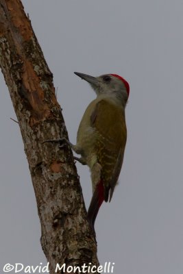 Grey Woodpecker_V1F9776.jpg