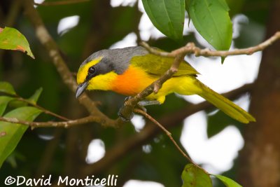 Bush-shrikes, Drongos, Starlings