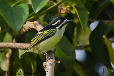 Yellow-rumped Tinkerbird_V1F1049.jpg