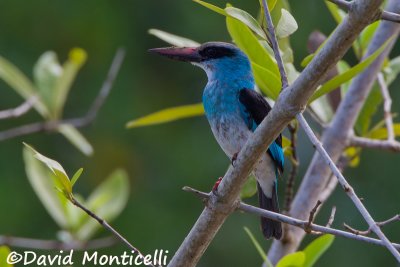 Blue-breasted Kingfisher_V1F1356.jpg