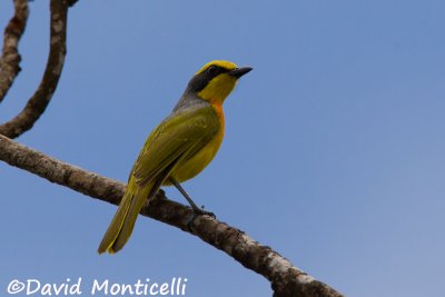 Sulphur-breasted Bush-shrike_V1F1213.jpg