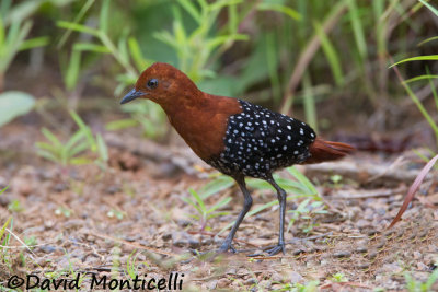 White-spotted Flufftail (Sarothrura pulchra)(male)_Kambui Hills, Kenema (Sierra Leone)