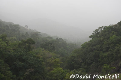 Gola Rainforest (Lalehun area)