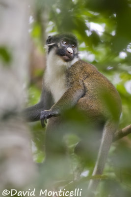 Lesser Spot-nosed Monkey (Cercopithecus petaurista)