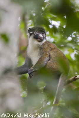 Lesser Spot-nosed Monkey (Cercopithecus petaurista)