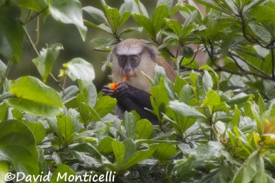 Campbell's Monkey (Cercopithecus campbelli)