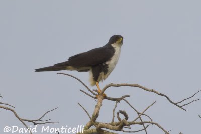 Black Sparrowhawk (Sierra Leone)