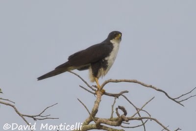 Black Sparrowhawk (Sierra Leone)