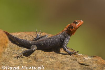 Red-headed Rock Agama (Agama agama)