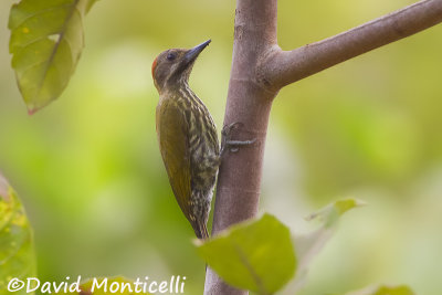 Gabon (Melancholy) Woodpecker (Sierra Leone)