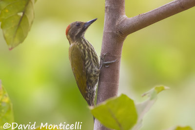 Gabon (Melancholy) Woodpecker (Sierra Leone)