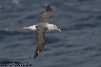 Black-browed Albatross (Thalassarche melanophrys)