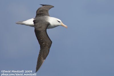 Black-browed Albatross (Thalassarche melanophrys)