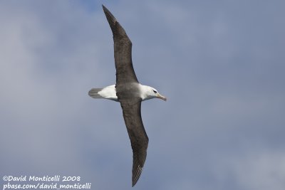 Black-browed Albatross (Thalassarche melanophrys)