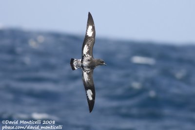 Cape Petrel (Daption capense)