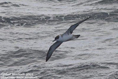 Great Shearwater (Puffinus gravis)